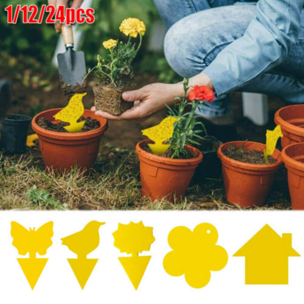 24 st Klibbiga Flugfällor Papper Fruktflugor Insekt Limfälla Bird 24PCS