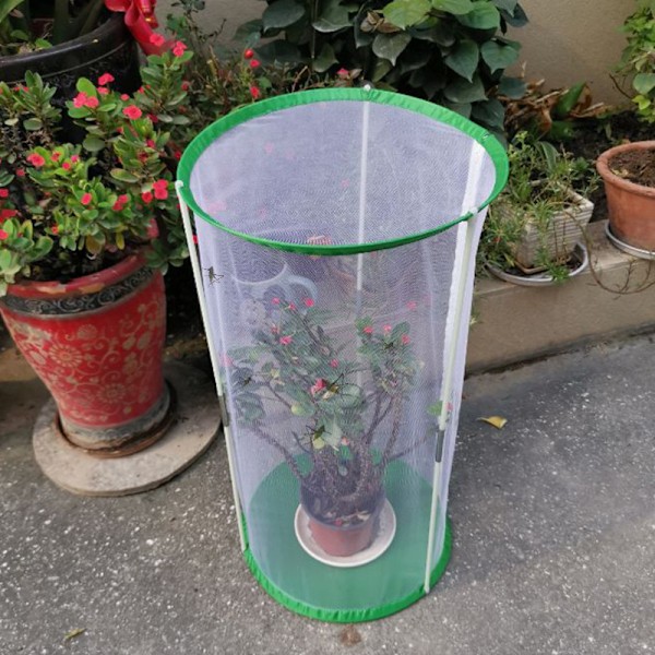 60 cm Sommerfugle Habitat Bur Synligt Insektbur Insektobservationsbur 30*60cm