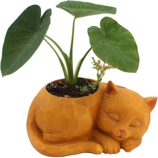 Nyhet Lat Katt Blomkruka Innovativ Katt Suckulent Blomkruka Dekorativ Djur Blomkruka