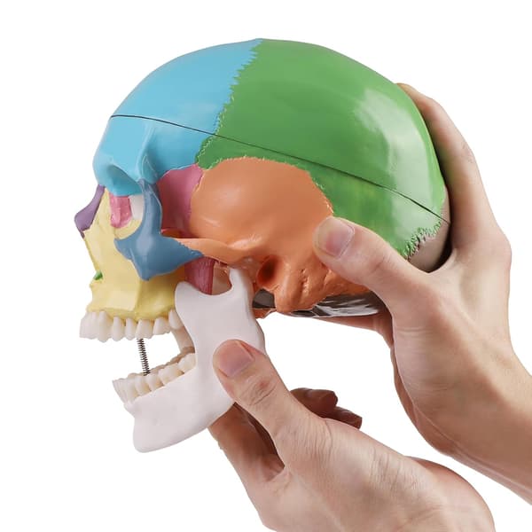 Anatomisk Didaktik Kranium Farvet Kraniummodel til Anatomiundervisning Farvet
