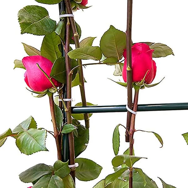 Hagebue espalier for klatreplanter utendørs 2,4 meter