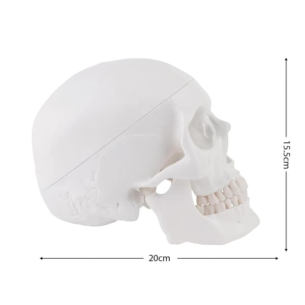 Anatomisk Didaktik Kranium Farvet Kraniummodel til Anatomiundervisning Farvet