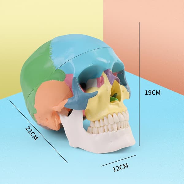 Anatomisk Didaktik Kranium Farvet Kraniummodel til Anatomiundervisning Farvet