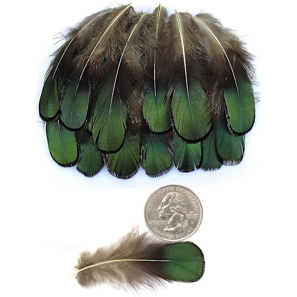 20 stk. Grøn Lady Amherst Bronze Iridescent Fjerdragt Fjer Tommer Lange 2-3 Tommer
