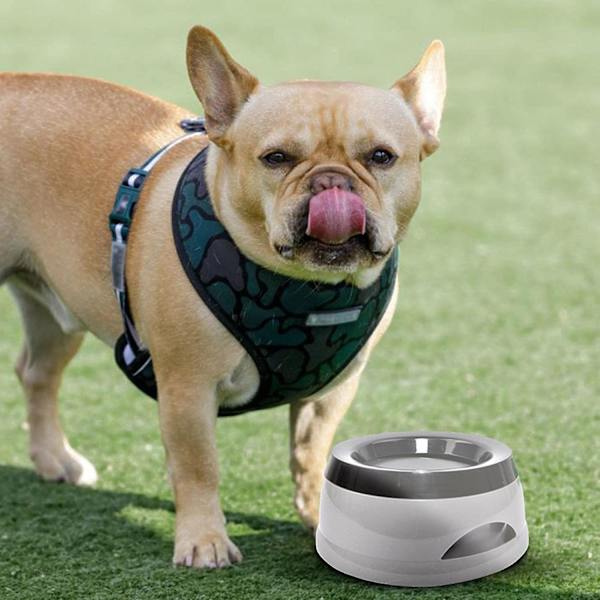Vattenskål för hund, spillfri skål för husdjur med långsam utfodring, utan blöt mun, vattenskål för valp kattunge