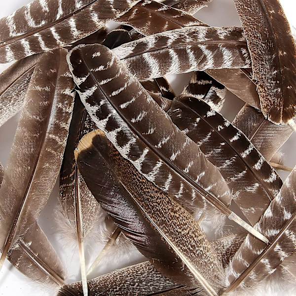 24 st naturliga vilda kalkonvingfjädrar Quill Bulk 6-8 tum 15-20 cm för DIY-hantverksprojekt Samling Bröllopsdekoration Vilda kalkonsvansfjädrar