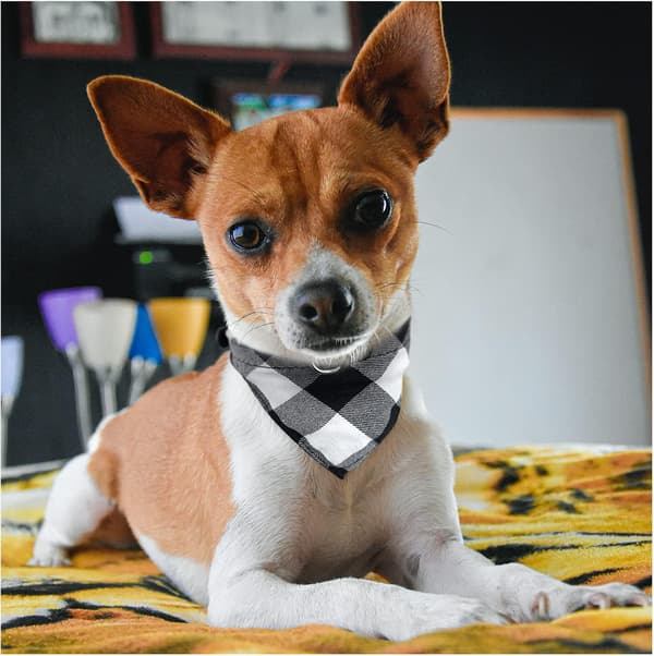 Hunde Bandanas 2-pak M (rød og sort), ternet mønster vaskbar justerbar