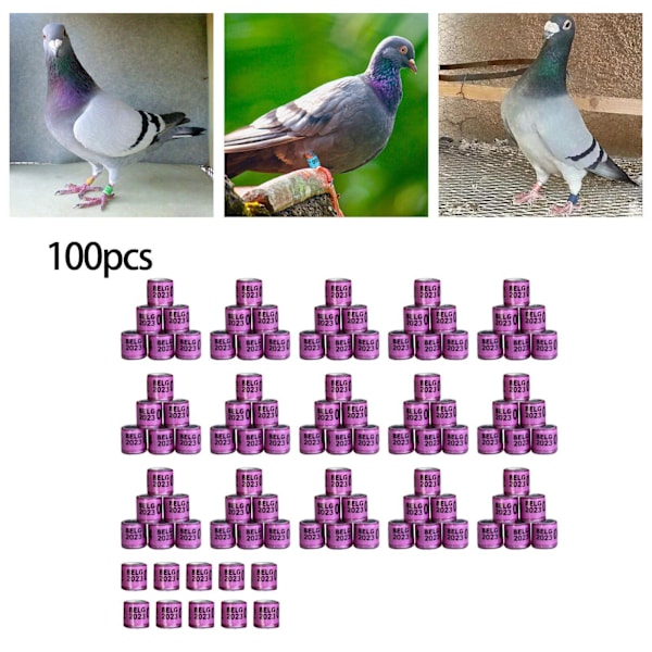 1/2/3/5 100st 8mm 2023 För duvring för de flesta vuxna fåglar Purple Belgium 100 pcs 5PCS