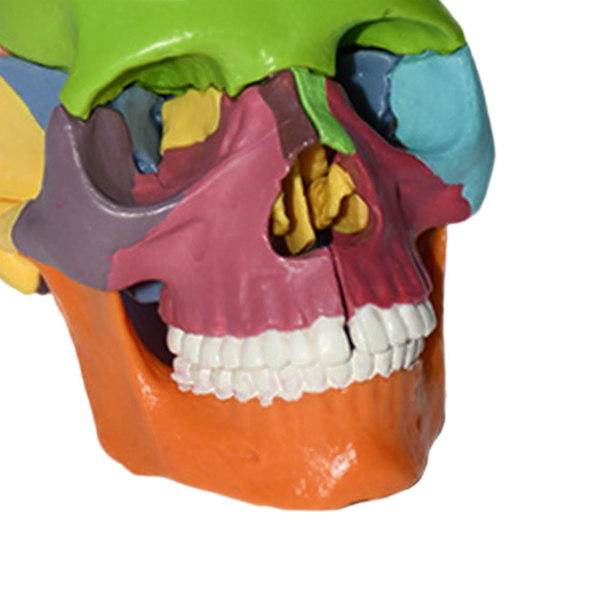 Naturlig storlek Anatomisk undervisning skeletthuvud 15 delar monterade