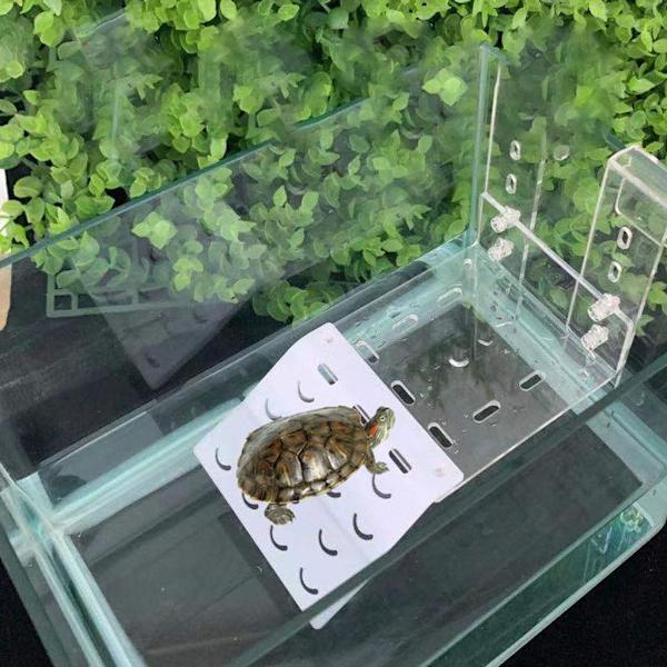 1/2 Tortoise Ramp Climbing Eremit För Crab Turtle Basking Clear 9x15cm 1Set