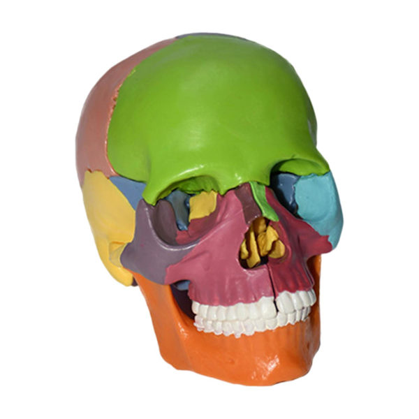 Naturlig storlek Anatomisk undervisning skeletthuvud 15 delar monterade