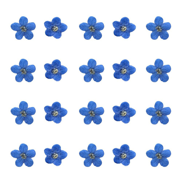 20 st Blå Förgätmigej Blommor Torkade Pressade Naturkonstblommor DIY U.K-Snabb