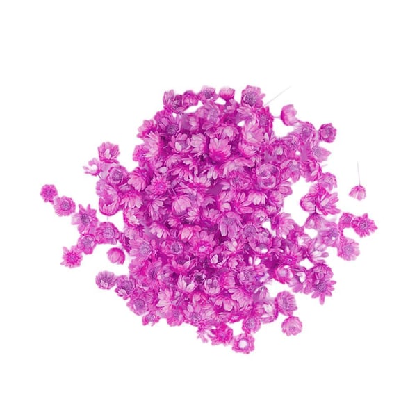 wouwaft 140 stycken naturliga torkade blommor riktiga pressade prästkragar white One-size