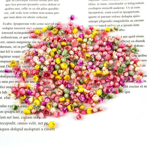 wouwaft 140 stycken naturliga torkade blommor riktiga pressade prästkragar white One-size