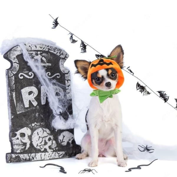 Katter Halloween Gresskarhatt Gresskar Demonlue Katter Hodeplagg[LD]