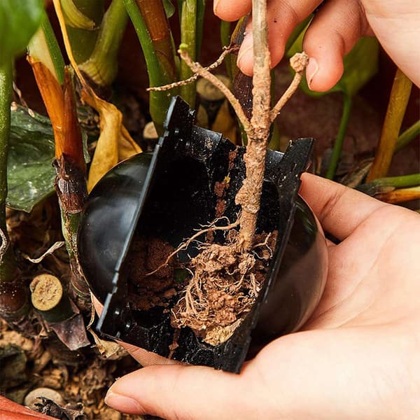 80 st Reusable Plantrotningsutrustning Kit - Högtrycksförökningsbollbox (ar) Förökningsutrustning