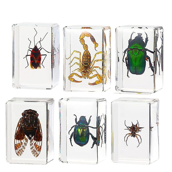 6-pack Insektsharts Cicada Collection Paperweight Arachnid Resin Olika insektsprov
