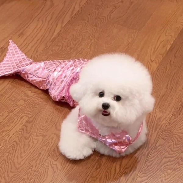 Luovat kissa- ja koira-asut Hauska kissa-merenneitopuku Kissa-merenneito-pyrstömekko Koiranpentu-merenneito-pyrstömekko Huumori Hauskat valokuvausrekvisiitat Pink