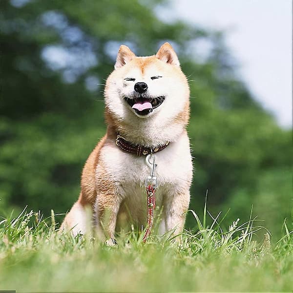 20 stk. karabinhager til hundesnor, halsbånd, sammenkobling, kraftig drejelig