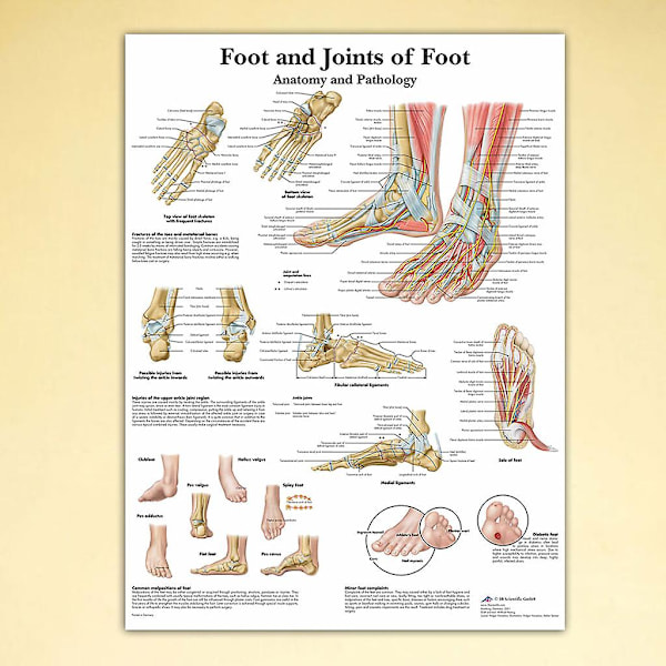 Menneskelig fot skjelettmuskel illustrasjon anatomisk plakat hengende maleri