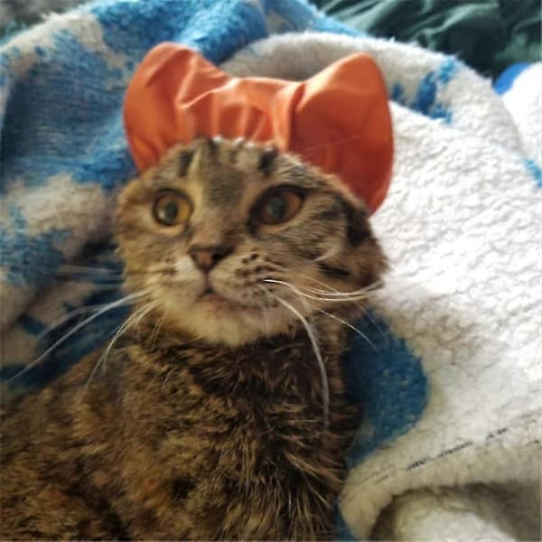 Katt Duschmössa Vattentät Hund
