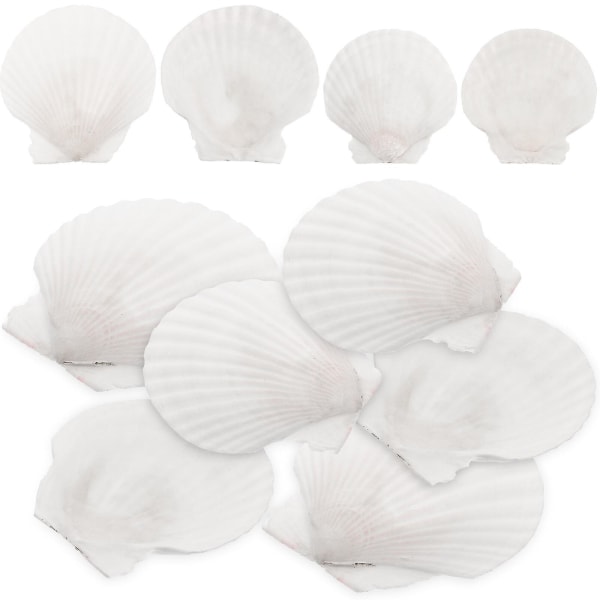 10 kpl White Scallops Shell Seashells Suuri luonnollinen kuori koristelu askartelu materiaalirajoitus White 7x7cm