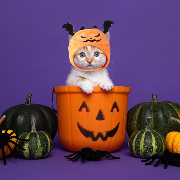 Katt Halloween Djevel Kostyme Hund Halloween Djevel Lue Kjæledyr Hodeplagg for Halloween Fest Justerbar Djevel Lue Svart Djevel Lue Kle seg ut Orange Devil