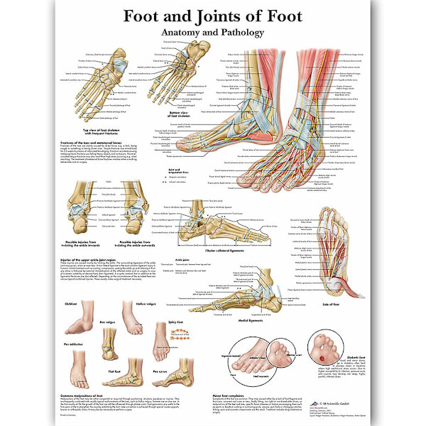 Menneskefod Skelet Muskel Illustration Anatomisk Plakat Hængende Maleri