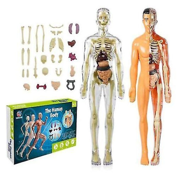 3D menneskekroppsmodell for barn anatomi modell skjelett, menneskelig kroppsmodell, avtakbare deler A