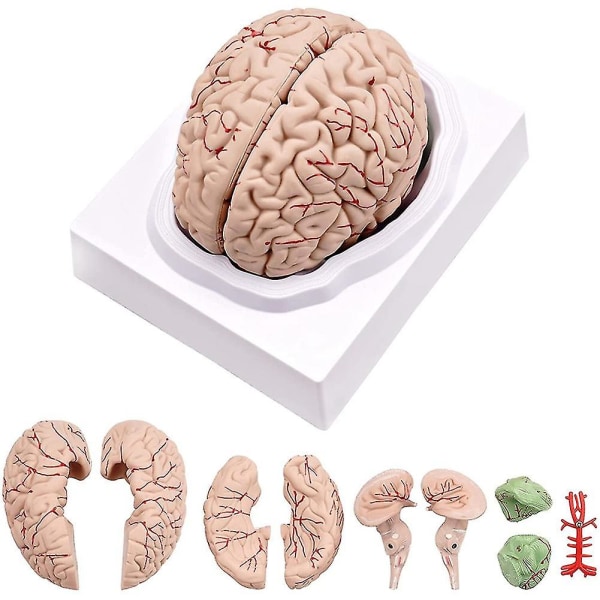 Mänsklig hjärna, anatomimodell för mänsklig hjärna i naturlig storlek med displaybas, för naturvetenskapliga klassrumsstudier & Te