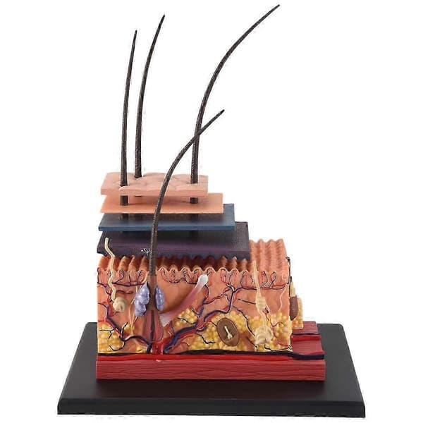4D Menneskehudmodel Hårorganer Samlepuslespil Model Undervisningsmodel Mannequin Videnskabelig Anatomisk Model js