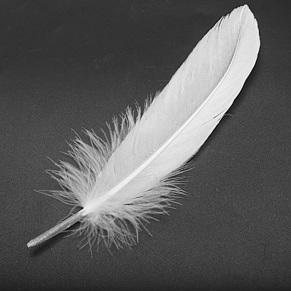 100 stk White Feathers Goose Craft kompatibel festhattehåndværk 15-22 cm