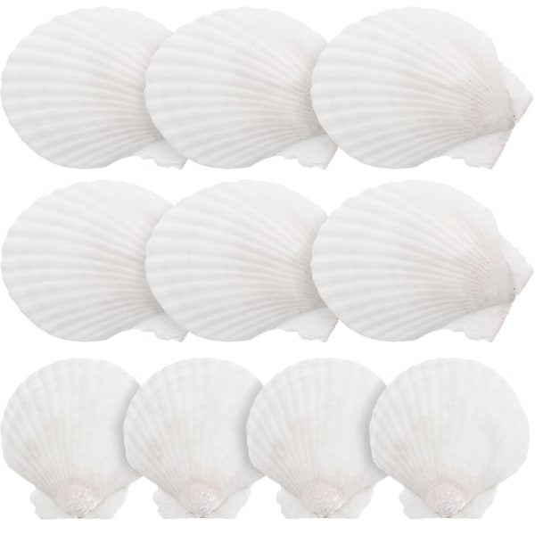 10 kpl White Scallops Shell Seashells Suuri luonnollinen kuori koristelu askartelu materiaalirajoitus White 7x7cm
