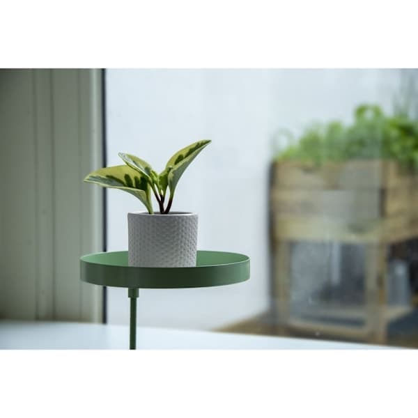 Esschert Design Kasvialusta pidikkeellä, pyöreä, vihreä, M