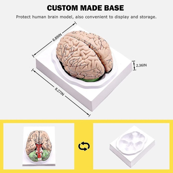 Menneskelig hjerne, anatomimodel for menneskelig hjerne i naturlig størrelse med skærmbase, til naturvidenskabelige klasseværelsesstudier & Te