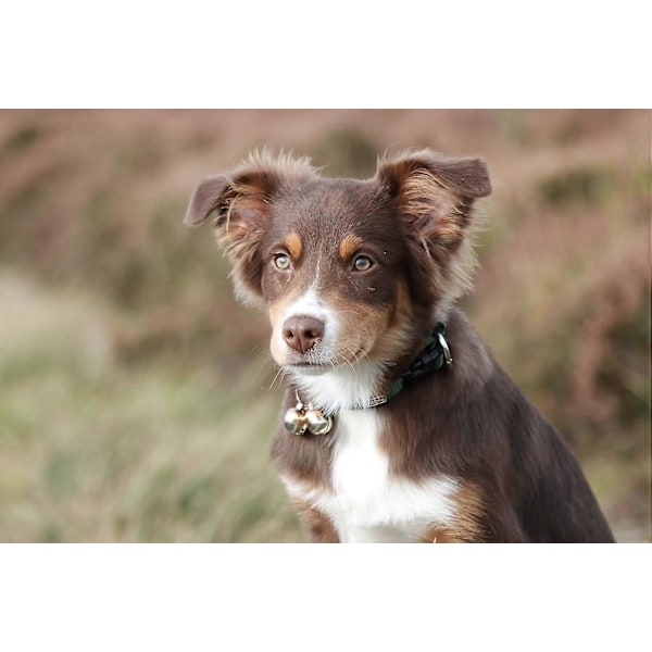 Ekstra høje katte- og hundeklokker | Kæledyrs tracker | Red fugle og dyreliv