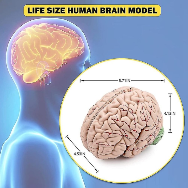 Ihmisaivot, elämänkokoinen ihmisen aivojen anatomiamalli näyttöpohjalla, luonnontieteiden luokkahuoneessa opiskeluun