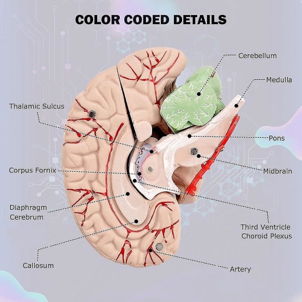 Ihmisaivot, elämänkokoinen ihmisen aivojen anatomiamalli näyttöpohjalla, luonnontieteiden luokkahuoneessa opiskeluun