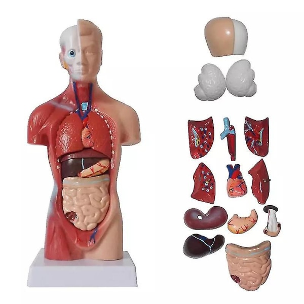 Unisex menneskelig torso krop Anatomi Anatomisk model Interne organer Skeletsystem