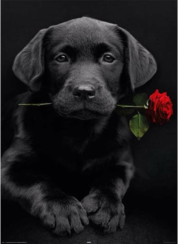 5D Diamantmaling Loyal Hund 30x40cm (Stil 9)