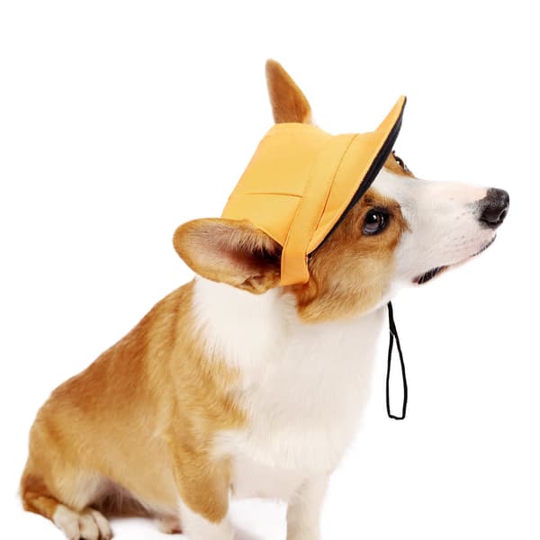 Hundehatt, Kattehatt, Kjæledyr Baseballcaps/Hundesportcaps/Visircaps