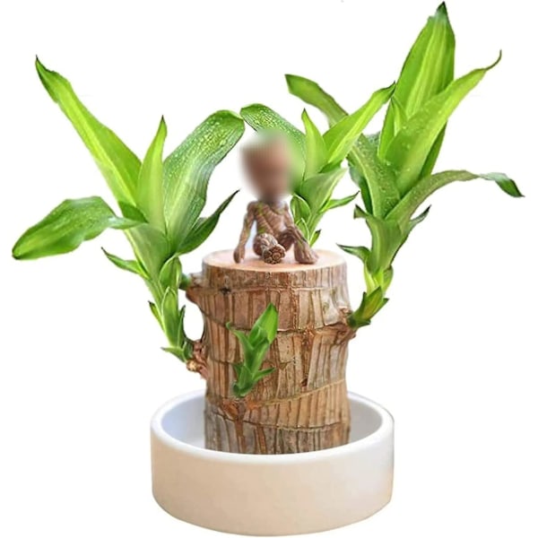 Mini Brasilian onnenpuu, vesiviljely Brasilian onnenpuu, miniatyyri sisäbambukasvi toimistopöydälle, elävä Feng Shui -sisustus, helppo kasvattaa Wooden Boll 15cm