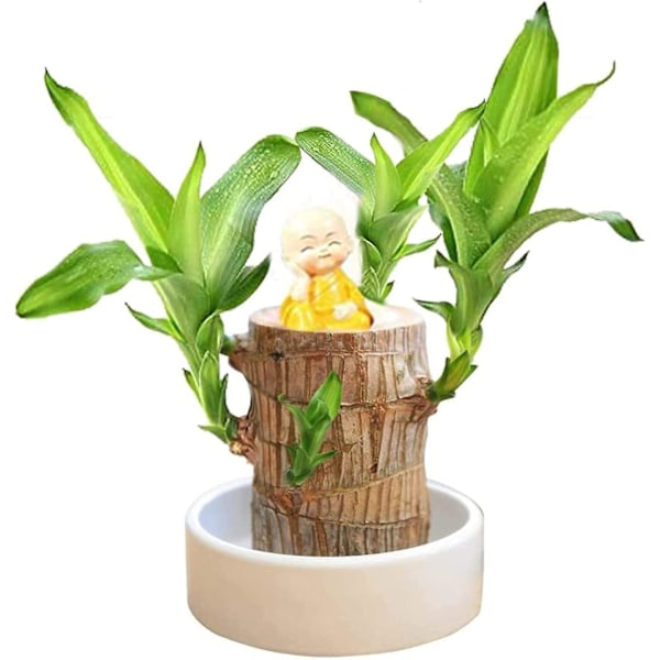 Mini Brasilien Lucky Wood, Hydroponisk Brasiliansk Lucky Wood, Miniature Indendørs Bambusplante til Kontorbord, Live Feng Shui Dekor, Nem Vækst Monk - Random 10cm