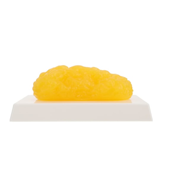 Människokropps Fettreplika 1 Pund Fettmodell Anatomisk Fettmodell för att Hålla sig i Form Yellow 24X14CM