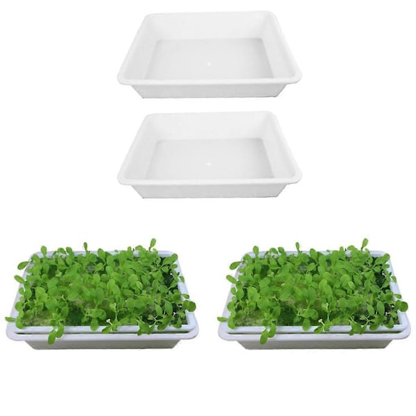 2x Fröplantorbricka, Sådd, Plantförökning, Grobarhet, Trädgård