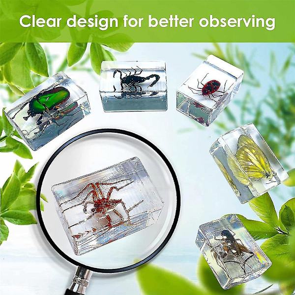 11 st Resin Insektsprover, Insektsamling Pappersvikt, Resin Riktiga Insekter, Olika Insektsarter Transparent