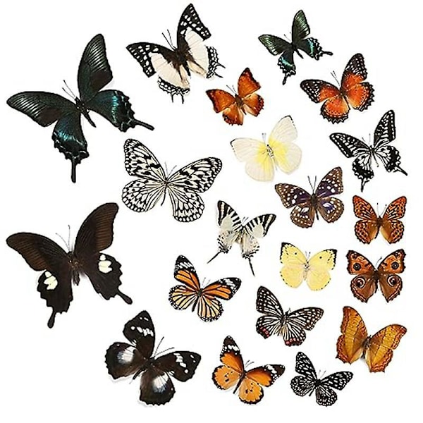 12 Pcs Real Butterfly Specimen - Taxidermy Butterfly DIY CreativeProduction, for Framed Butterfly S