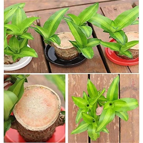 Mini Brasilien Lyckobringande Trä, Hydroponisk Brasiliansk Lyckobringande Trä, Miniatyr Inomhus Bambuväxt för Kontorsbord, Live Feng Shui Dekor, Lätt Tillväxt Monk - Random 10cm