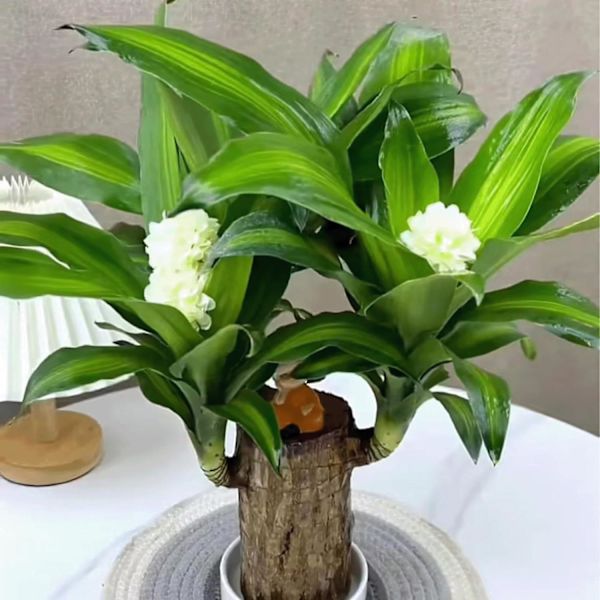 Mini Brasilien Lyckobringande Trä, Hydroponisk Brasiliansk Lyckobringande Trä, Miniatyr Inomhus Bambuväxt för Kontorsbord, Live Feng Shui Dekor, Lätt Tillväxt Monk - Random 10cm