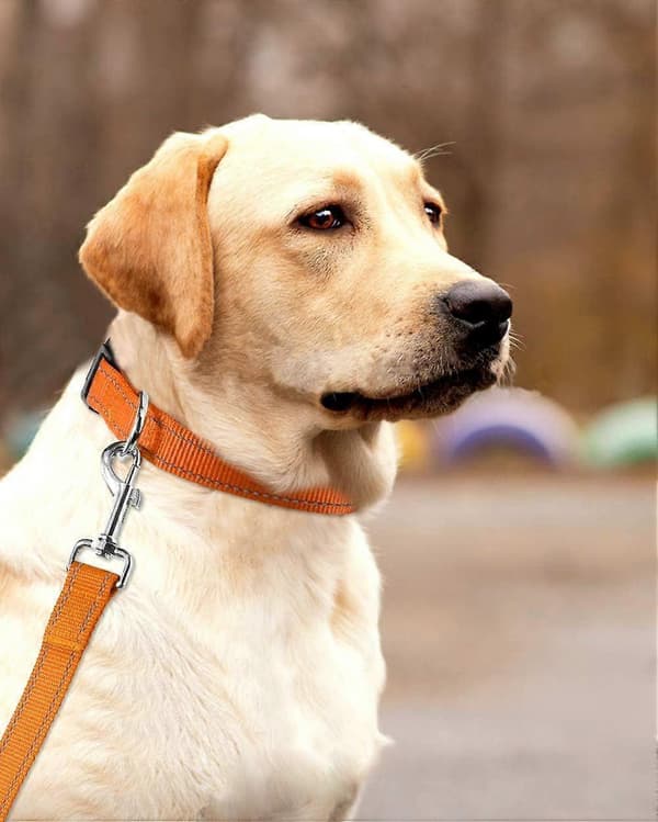 Reflekterende hundehalsbånd, robuste nylonhalsbånd til store hunde af hunkøn og hankøn